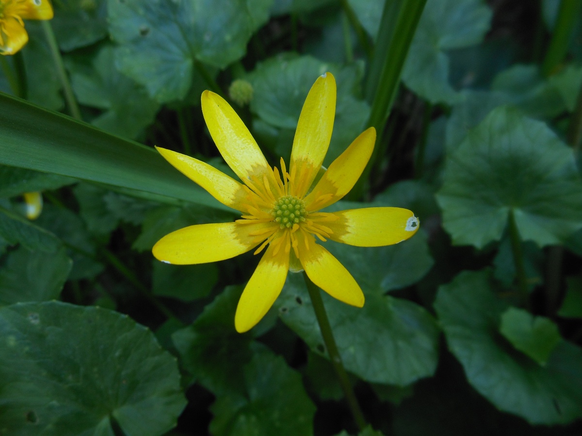 Ficaria verna (=Ranunculus ficaria) subsp. ficariiformis)